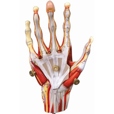 Muscles of Hand Vessels and Nerves Anatomical Hand Model for Displaying Hand Anatomy