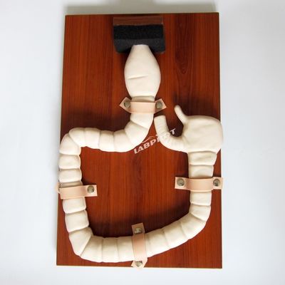 Human Sigmoidoscope Training with Vivid Large Intestine Model and Life Size Simulator