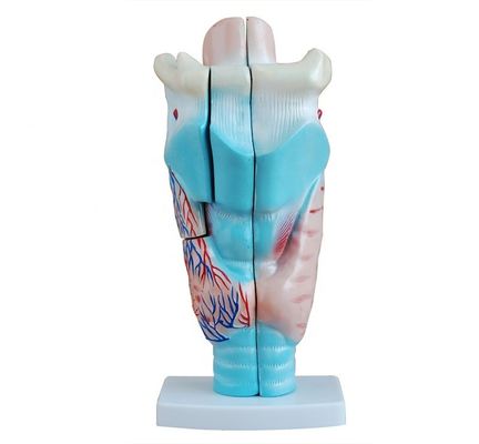 Medical Larynx Anatomy Teaching Model Human Throat Model for Anatomical Demonstration