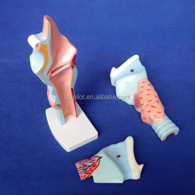 Medical Larynx Anatomy Teaching Model Human Throat Model for Anatomical Demonstration