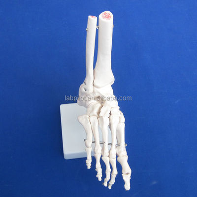 Human Anatomical Models Life-Size Foot Joint Model with Ligament and Bones of Skeleton