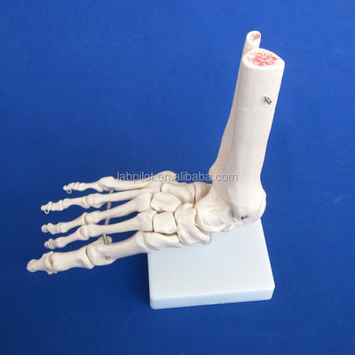 Human Anatomical Models Life-Size Foot Joint Model with Ligament and Bones of Skeleton