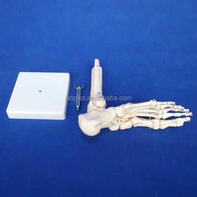 Human Anatomical Models Life-Size Foot Joint Model with Ligament and Bones of Skeleton