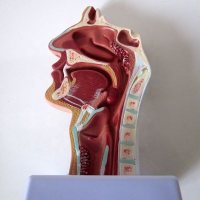 Highly Respiratory System Model Nasal Cavity Oral Cavity Throat and Pharyngeal Pathology