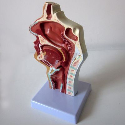 Highly Respiratory System Model Nasal Cavity Oral Cavity Throat and Pharyngeal Pathology