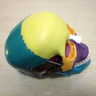Human Life Size Skeleton Model Bones Model of Cerebral Cranium for Medical Study Aid