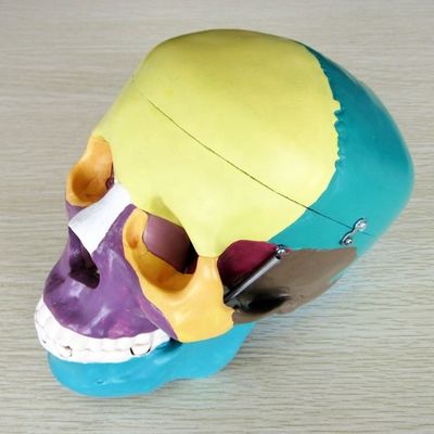 Human Life Size Skeleton Model Bones Model of Cerebral Cranium for Medical Study Aid