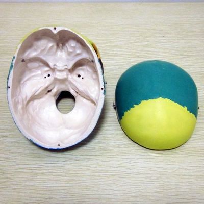 Human Life Size Skeleton Model Bones Model of Cerebral Cranium for Medical Study Aid