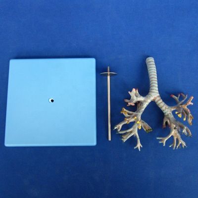 Vivid Anatomical Bronchial Tree Model 26 Positions Marked Trachea Anatomy for Medical Science
