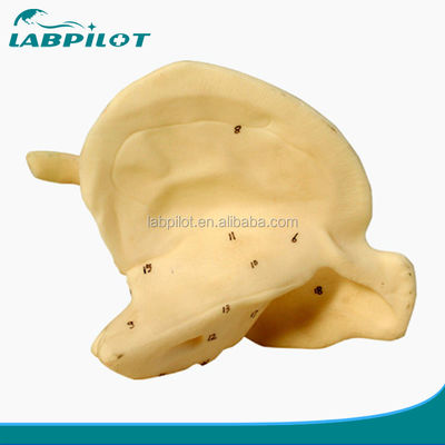 Enhance Your Skeleton Study with Enlarged Temporal Bone Model Educational Model