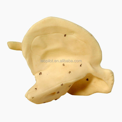 Enhance Your Skeleton Study with Enlarged Temporal Bone Model Educational Model