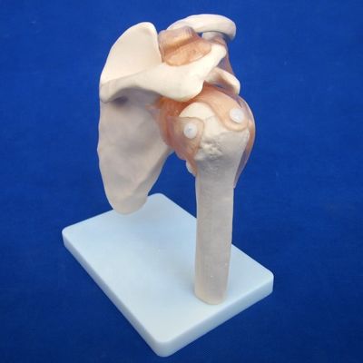 Detailed Human Joint Bone Models for Educational Shoulder Elbow Hip Knee Hand and Foo