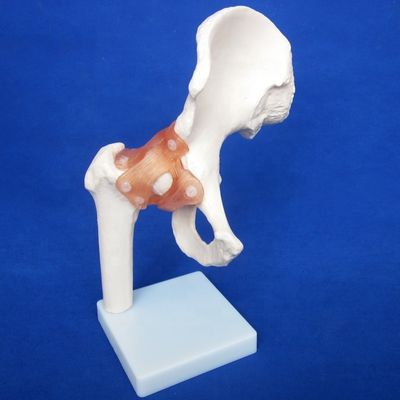 Detailed Human Joint Bone Models for Educational Shoulder Elbow Hip Knee Hand and Foo