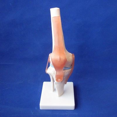 Detailed Human Joint Bone Models for Educational Shoulder Elbow Hip Knee Hand and Foo