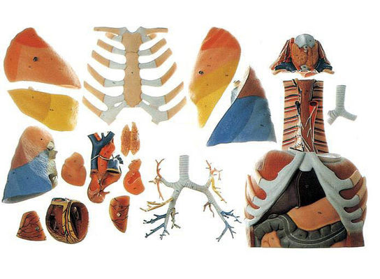 Medical Science Anatomical Demonstration Model of Human Thoracic Cavity and Chest Organs