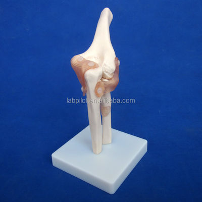 Detailed Human Joint Bone Models for Educational Shoulder Elbow Hip Knee Hand and Foo