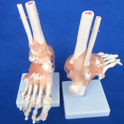Detailed Human Joint Bone Models for Educational Shoulder Elbow Hip Knee Hand and Foo