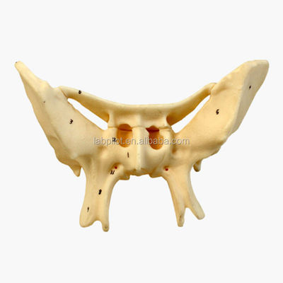 Amplified Alar Bone Sphenoid Bone Detailed Anatomy Structures Model for Medical Study