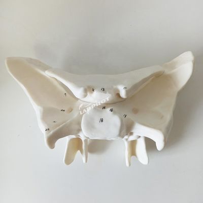 Amplified Alar Bone Sphenoid Bone Detailed Anatomy Structures Model for Medical Study
