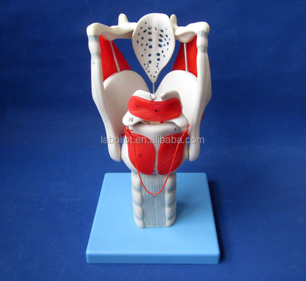 Human Life Size Advanced Larynx Structure and Function Model for Medical Demonstration