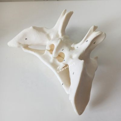 Amplified Alar Bone Sphenoid Bone Detailed Anatomy Structures Model for Medical Study
