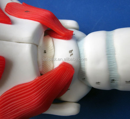 Human Life Size Advanced Larynx Structure and Function Model for Medical Demonstration