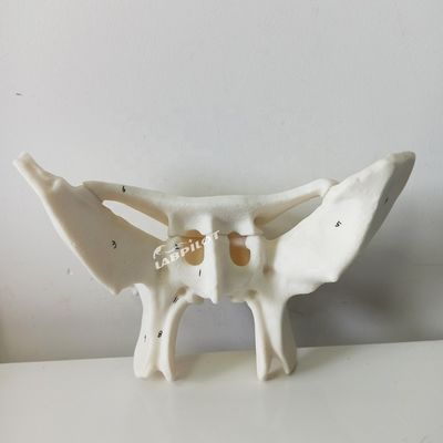 Amplified Alar Bone Sphenoid Bone Detailed Anatomy Structures Model for Medical Study