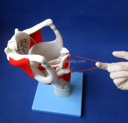 Human Life Size Advanced Larynx Structure and Function Model for Medical Demonstration