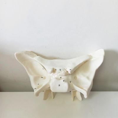 Amplified Alar Bone Sphenoid Bone Detailed Anatomy Structures Model for Medical Study