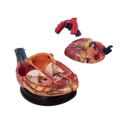 Human Life Size Anatomical Heart Model Ideal for Teaching and Demonstration Purposes