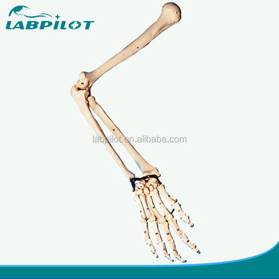 Anatomical Demonstration Upper Extremity Model for Medical Professionals and Students