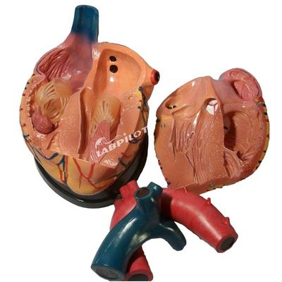 Human Life Size Anatomical Heart Model Ideal for Teaching and Demonstration Purposes