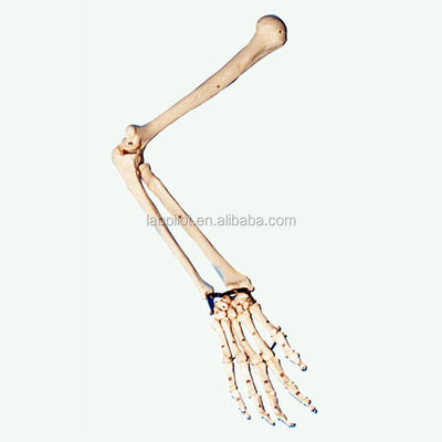 Anatomical Demonstration Upper Extremity Model for Medical Professionals and Students