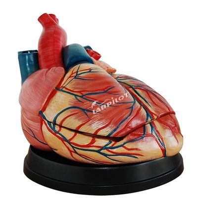 Human Life Size Anatomical Heart Model Ideal for Teaching and Demonstration Purposes