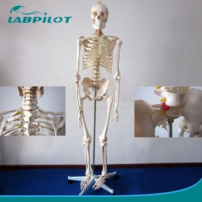 180-cm Flexible Joint Skeleton Model for Anatomical Demonstration in Medical Science