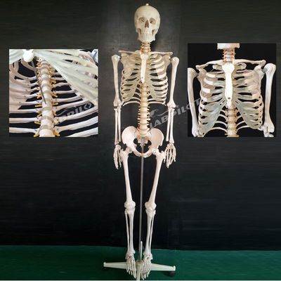 Flexible Skeleton Structures for Human Life Size Teaching Model in Educational Settin