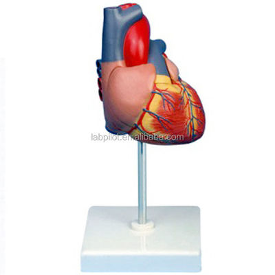 Human Life Size Enlarged Adult Heart 3D Model for Anatomy and Physiology Education