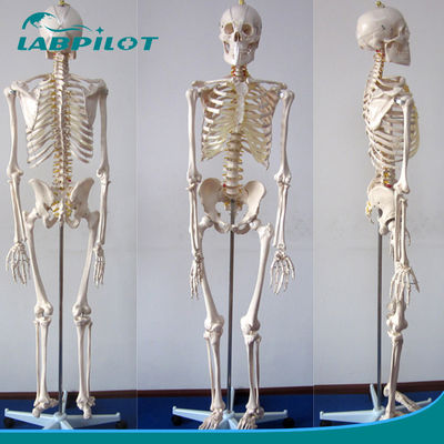 Flexible Skeleton Structures for Human Life Size Teaching Model in Educational Settin