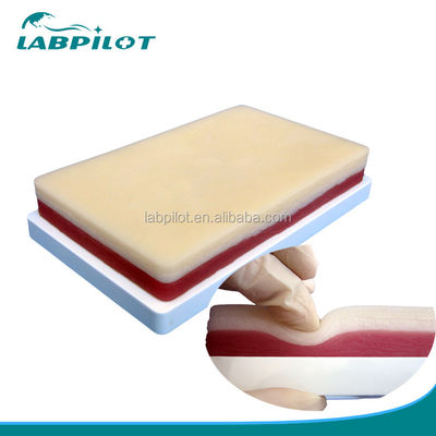 Advanced Surgical Muscle and Skin Suture Practice Model for Teaching Clinical Skills