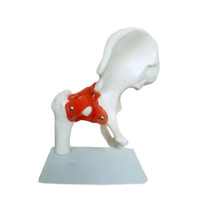 Detailed Anatomy Structures Medical Teaching Hip Joint Model with Artificial Ligament Human Bone