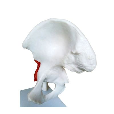 Detailed Anatomy Structures Medical Teaching Hip Joint Model with Artificial Ligament Human Bone