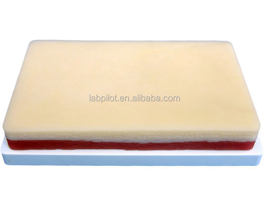 Advanced Surgical Muscle and Skin Suture Practice Model for Teaching Clinical Skills