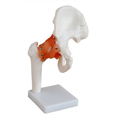 Detailed Anatomy Structures Medical Teaching Hip Joint Model with Artificial Ligament Human Bone