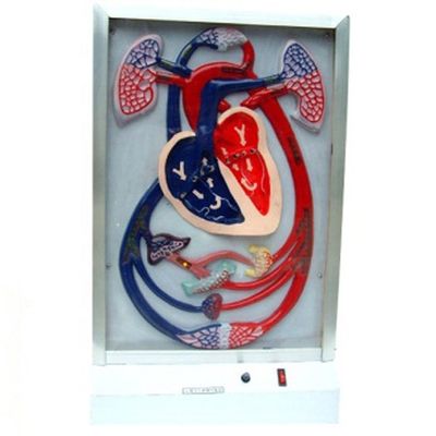 Electric Heart Beat and Blood Circulation Teaching Model with Detailed Anatomy Structures
