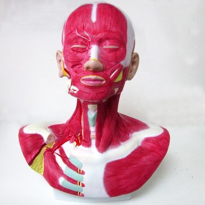 Human Life Size Head Face Neck Anatomy and External Carotid Artery Distribution Model