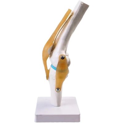Professional Knee Joint Model Made of Advanced PVC for Anatomical Education