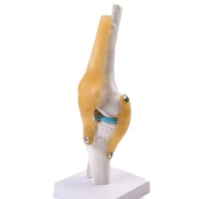 Professional Knee Joint Model Made of Advanced PVC for Anatomical Education