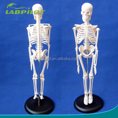 Customizable Logo Advanced PVC Flexible Skeleton Model with Movable Jaw and Material 45CM
