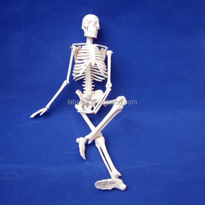 Customizable Logo Advanced PVC Flexible Skeleton Model with Movable Jaw and Material 45CM