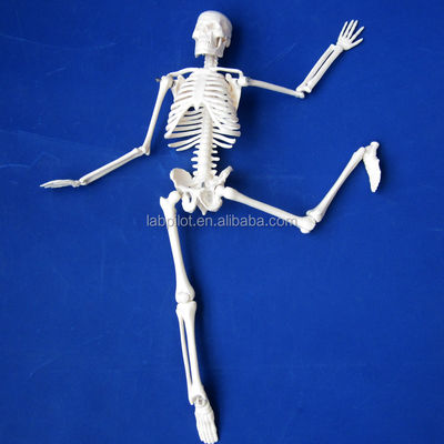 Customizable Logo Advanced PVC Flexible Skeleton Model with Movable Jaw and Material 45CM